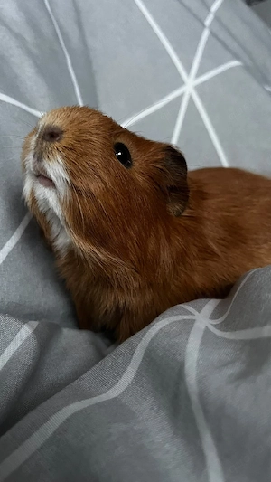    Herzensgute Meerschweinchen-Schwestern suchen ein neues Zuhause!   
