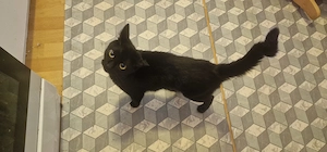 katzen suchen neues zuhause