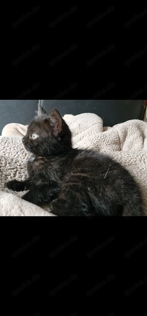 Katzenbabys suchen Zuhause 