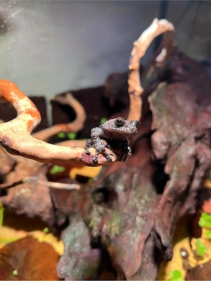 Theloderma ryabovi   Seltene Nachzuchten abzugeben