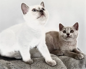 2 reinrassige BKH Kitten Lilac-Point&Blue