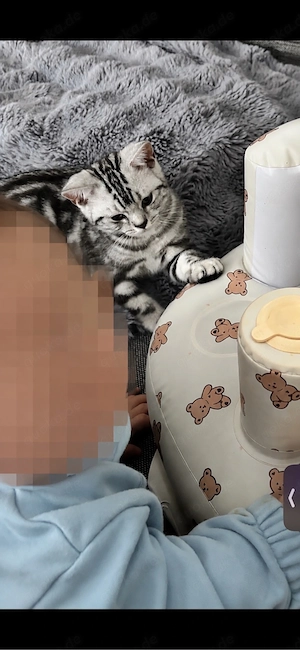 BKH Silver Tabby Kitten