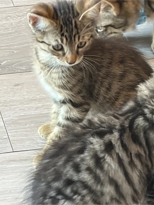 1 kater und 1 weibchen noch abzugeben 