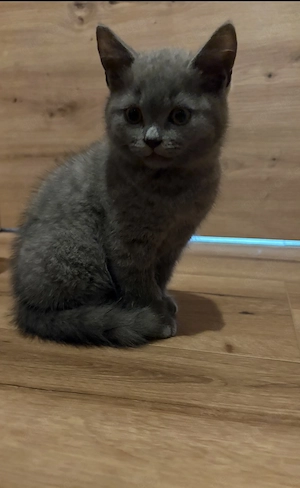 BKH Kitten, reinrassig