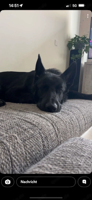 Deutscher Schäferhund (1 Jahr alt )