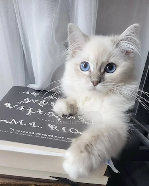Ragdoll-Kätzchen zu verkaufen