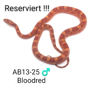 Kornnatter Bloodred und Hypomelanistic NZ 25