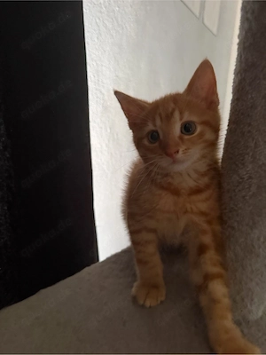 Europäische Kurzhaar-Kitten suchen ein liebevolles Zuhause
