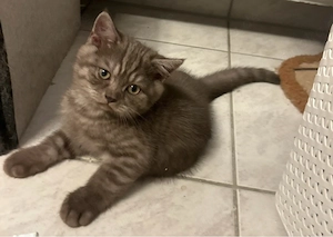 vier katzen 