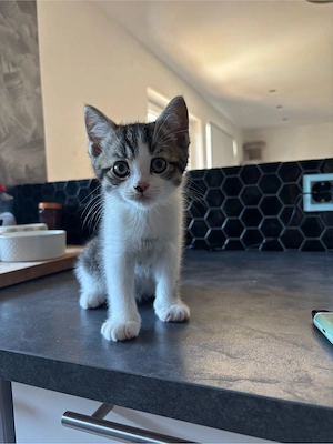 birma bkh kitten zu verkaufen 