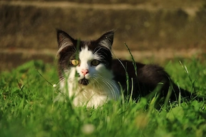 meine coon