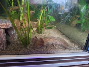 axolotl gruppe