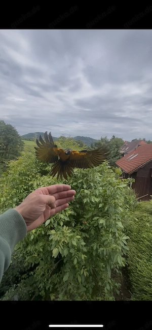 Gelbbrustars Freilflieger Handaufzuchten 2026 super zahm
