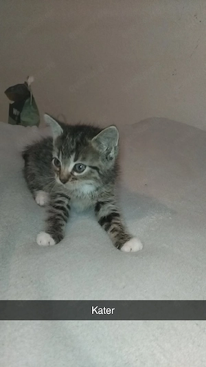 katzenbabys 