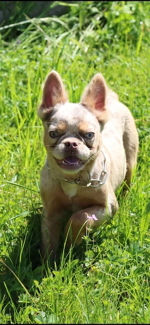 Traum Hündin Französische Bulldogge 