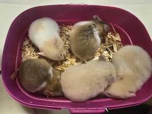 Junge  Goldhamster zu verkaufen 
