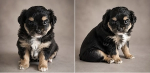Die kleine Amber sucht ein liebevolles zu Hause