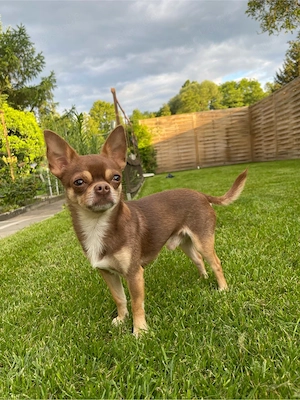 Chihuahua-Rüde  Chico  sucht ein liebevolles Zuhause     