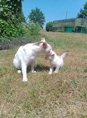 Süße Babykatze sucht Traum Zuhause 