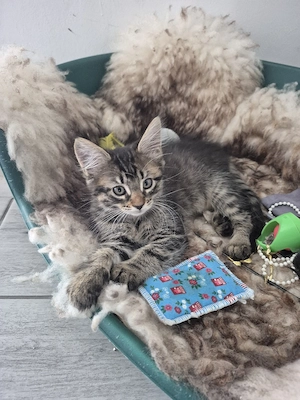 xxl Norweger Maine Coon  Kitten 