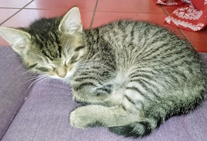 Kitten, Hauskatze, Katzenkinder (Kater, Katze)