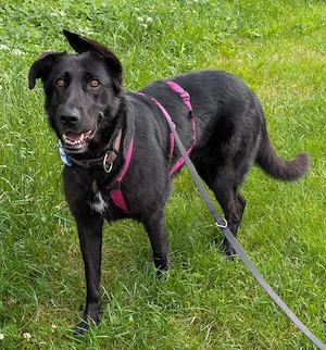 Zoe in 72124 Pliezhausen sucht ihre Menschen