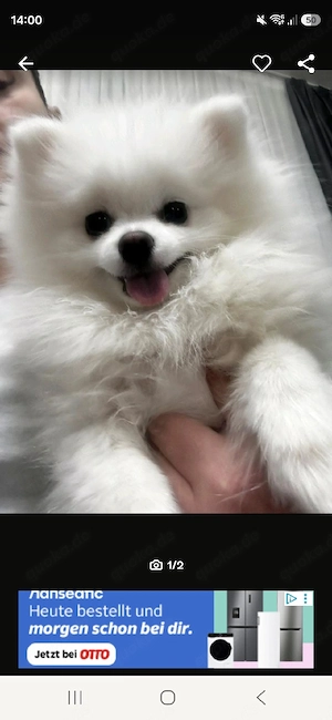 Pomeranian Zwergspitz 