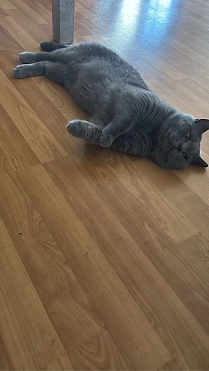 Reinrassiges BKH Katze  (Britisch Kurzhaar) in liebevolle Hände abzugeben