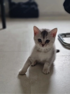 BKH Kater 