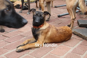 Malinois Welpen