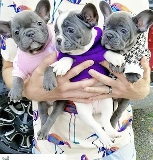 Französische Bulldoggen Welpen 