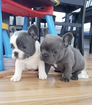 Französische Bulldoggen Welpen