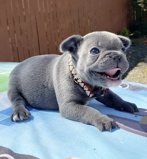 Französische Bulldoggen Welpen