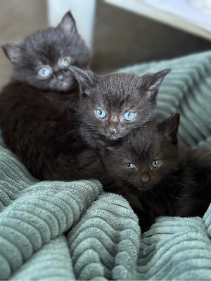 bkh kitten abgabebereit 