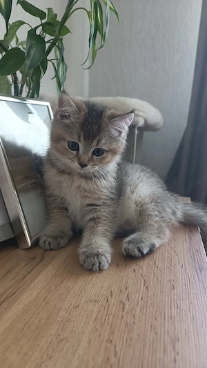 BKH Kitten Junge (abgabebereit)
