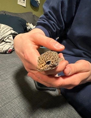 Leopard Gecko männlich