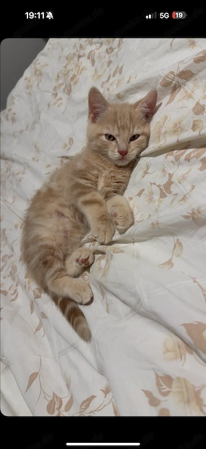 2 junge liebevolle Kater abzugeben