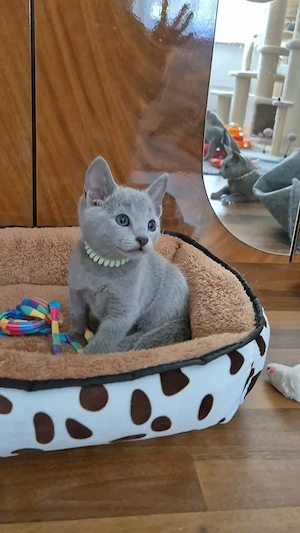 Wunderschöne Russisch Blau Kitten von Papa Europa Champion
