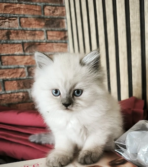 Perserkatze.