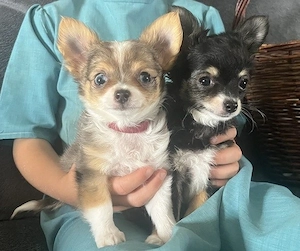 Bezaubernde Chihuahua-Welpen (Rüden und Hündinnen) suchen ein liebevolles Zuhause.