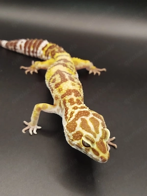 BN Tremper Leopardgecko 0.1