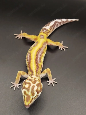 0.1 Leopardgecko W&Y Bold Stripe Tremper TSF pos. Fire bold 