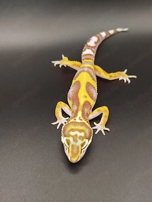 0.1 Leopardgecko W&Y Bold Stripe Tremper TSF pos. Fire bold 