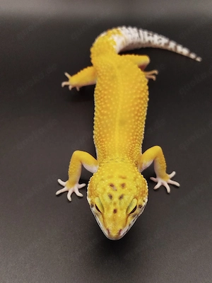 0.1 Leopardgecko Purple head