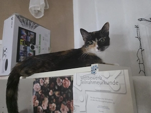 2 Jährige Prinzessin such ein Für-Immer-Zuhause