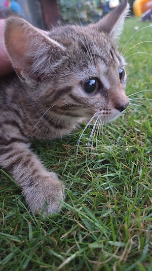 Süße Babykatzen suchen ein liebevolles Zuhause