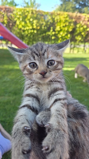 Katzen suchen ein neues Zuhause 