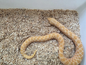 0.1 Heterodon nasicus Albino NZ25 