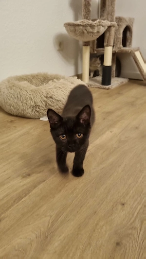 Britisch Kurzhaar Kater 