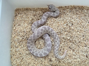 1.1 Heterodon nasicus NZ25